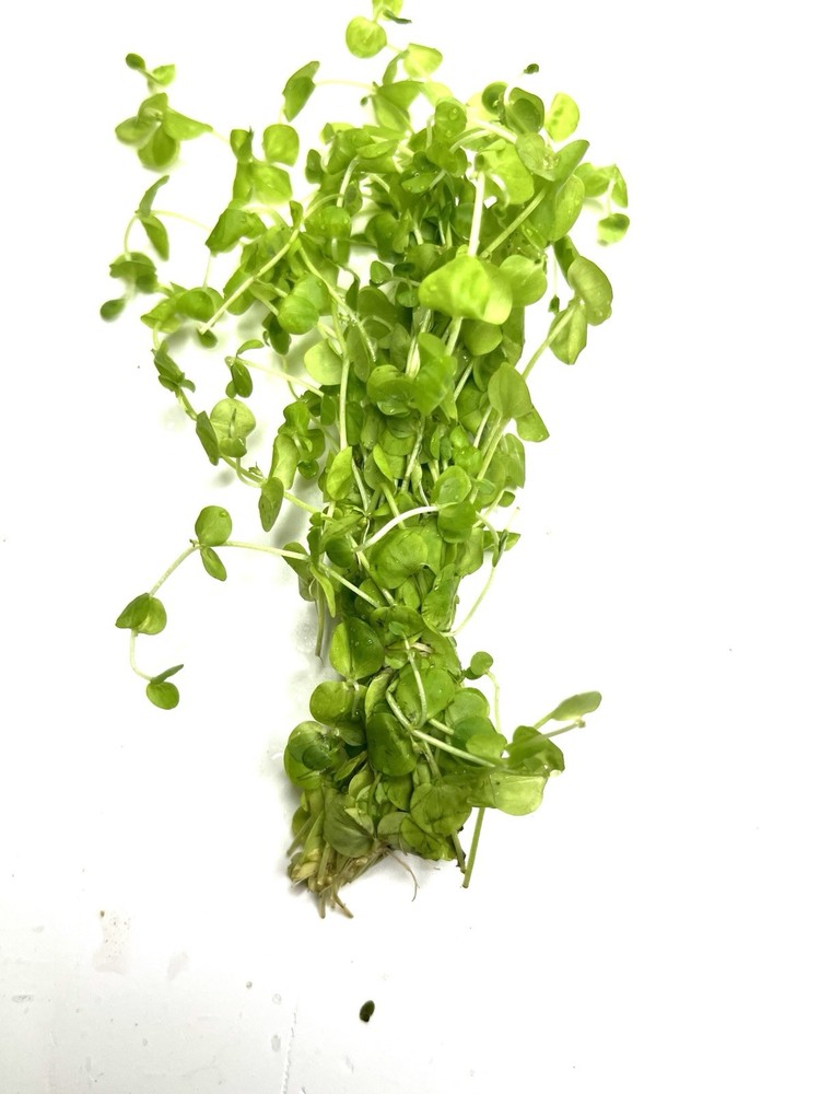 Aquatic Plants
