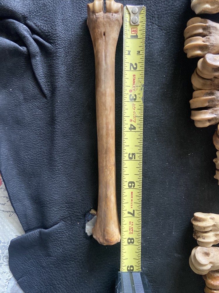 1 Antelope leg bone , Real Bone, Natural, ONE Nature Cleaned Bone, Handle, Craft