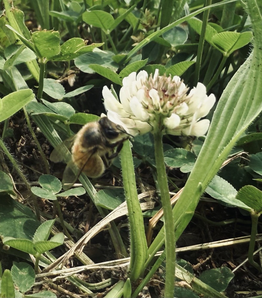 Ethically harvested honey bees, honey bee, dead bees ,