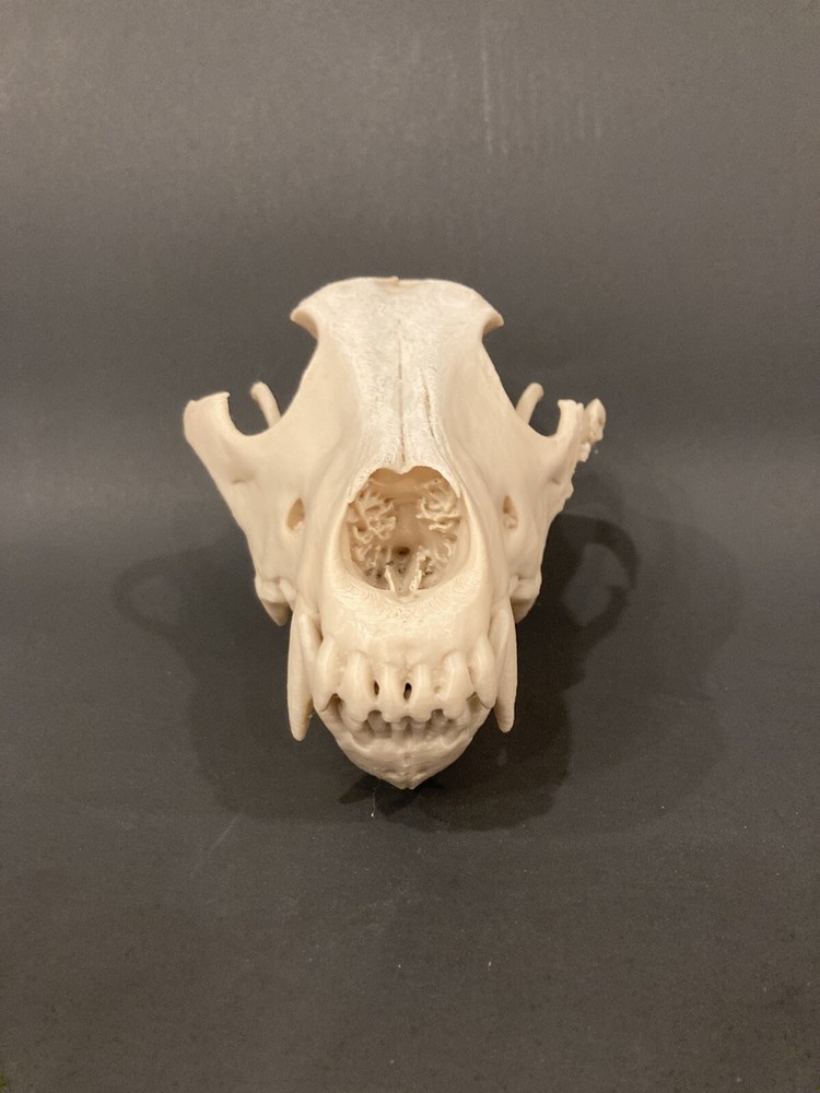 Wolf Skull