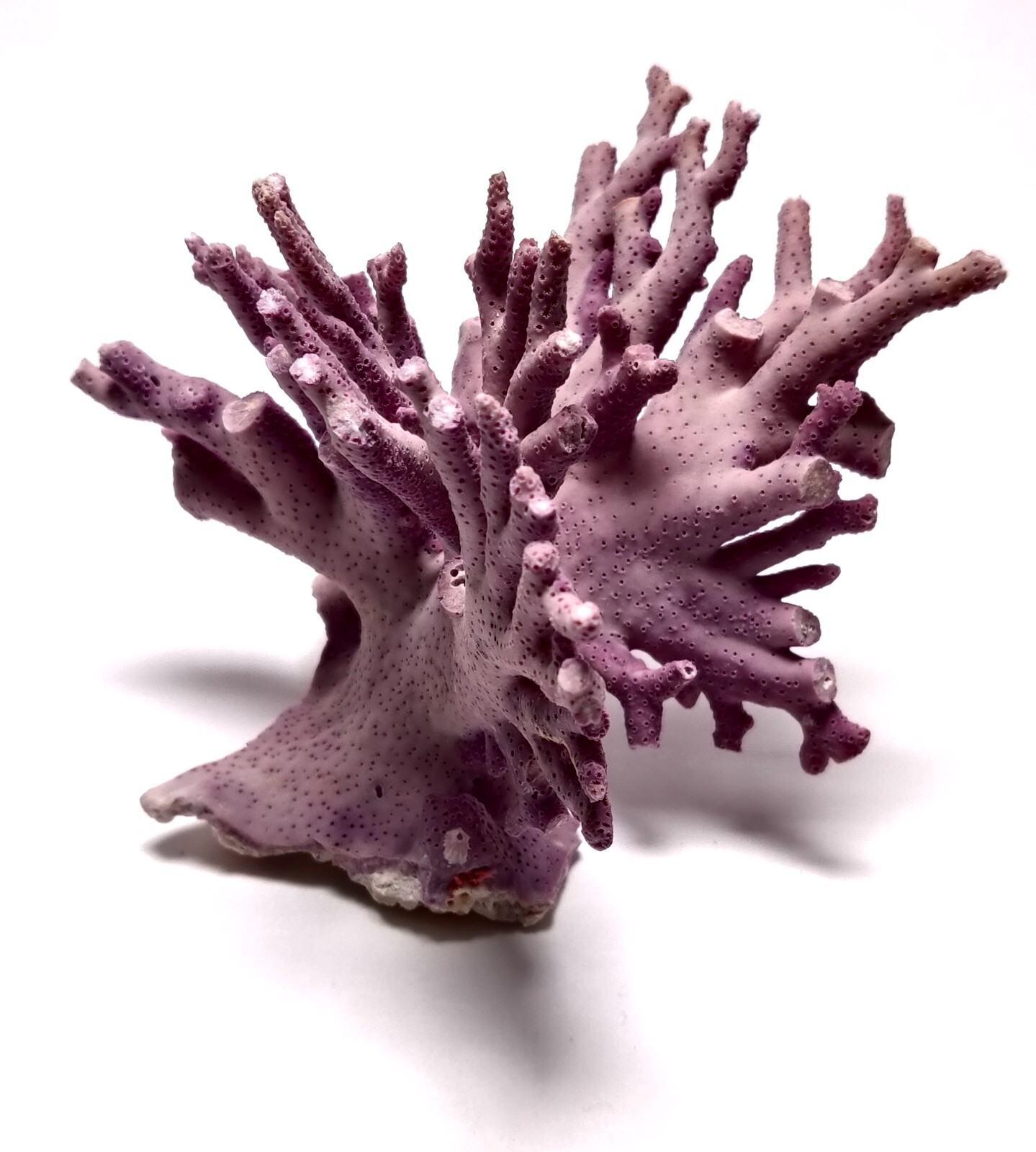 Rare Purple / Lavender Hydrocoral Coral from California Home Decoration