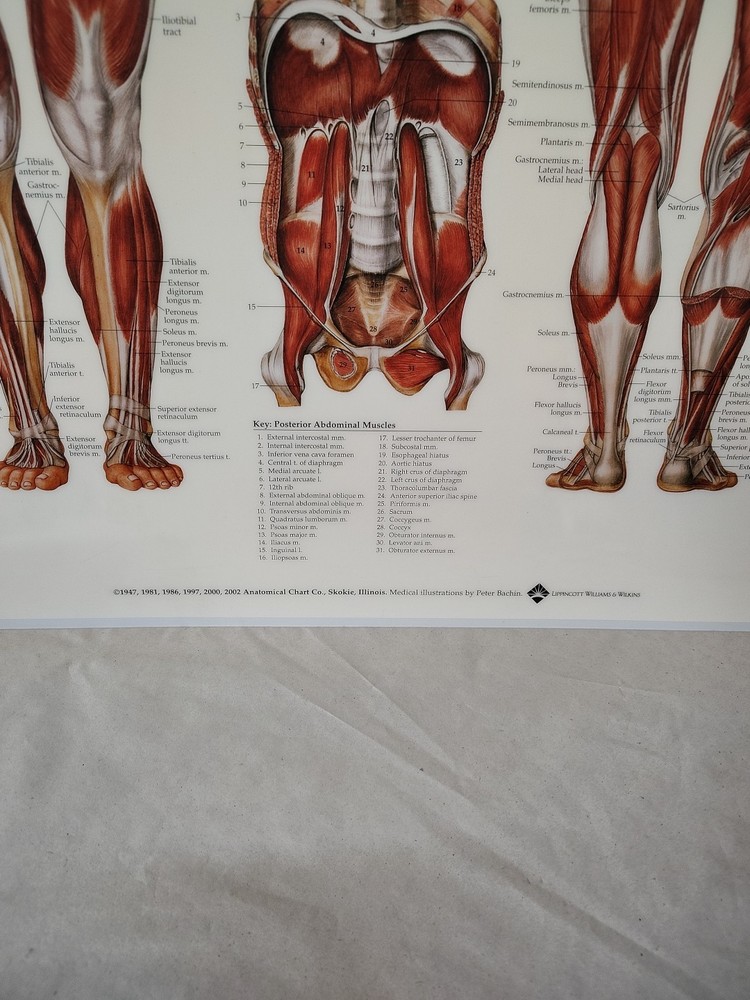 Muscular System Human Wall Chart 20" x 26" Classroom/Professional LSA