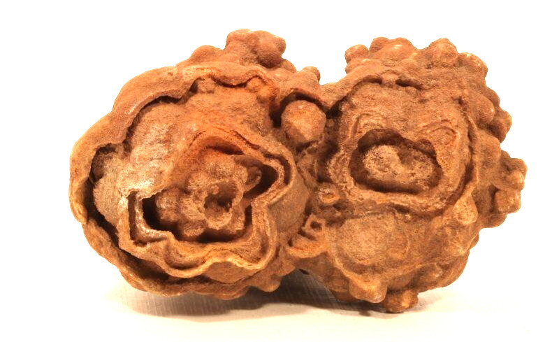 Moroccan stromatolite fossil