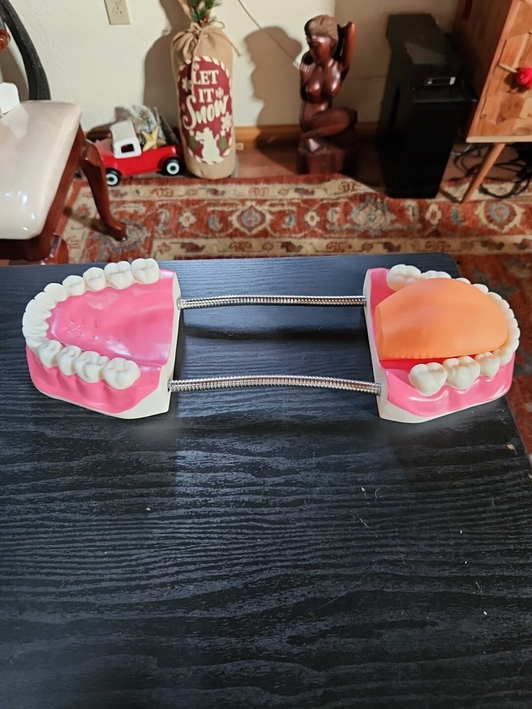 Mouth Model Metal Hinge for Speech Therapy, Brushing Teaching Dental Teeth Model