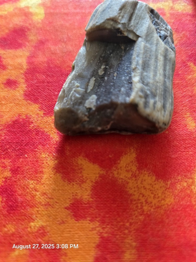 petrified wood