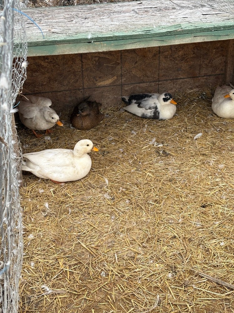 (6) 1/2 DZ Call Duck HAtching eggs !!NPIP AI CLEAN!!