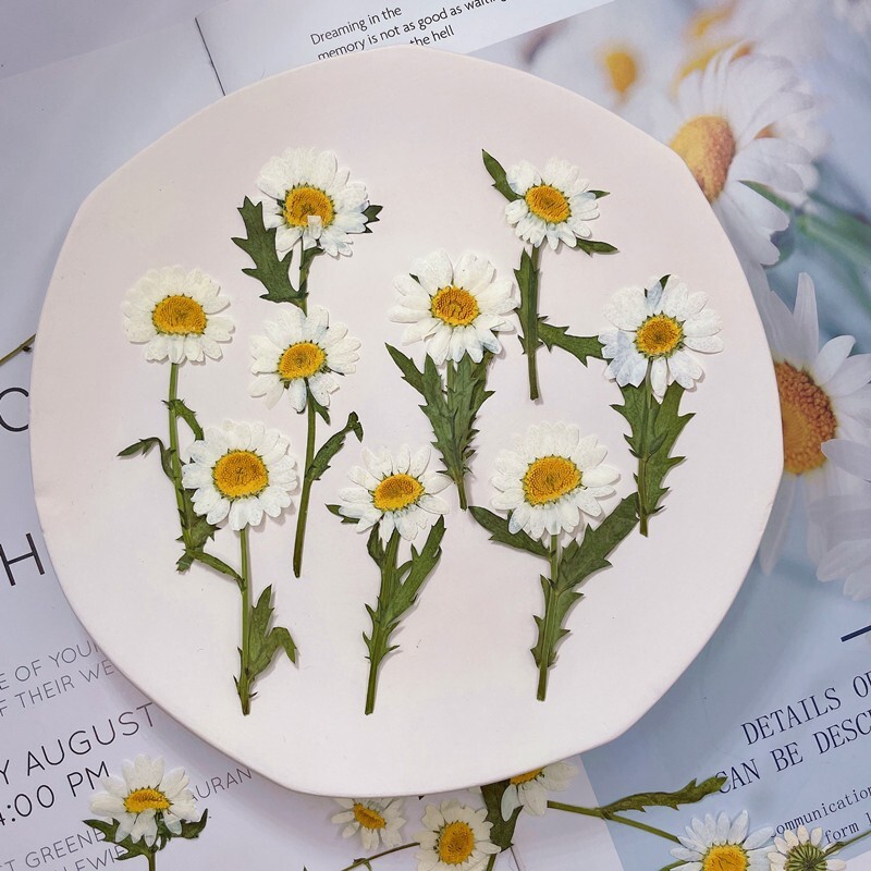 12PCS Real Pressed Dry Daisy with leaves stem for art Craft FHT12