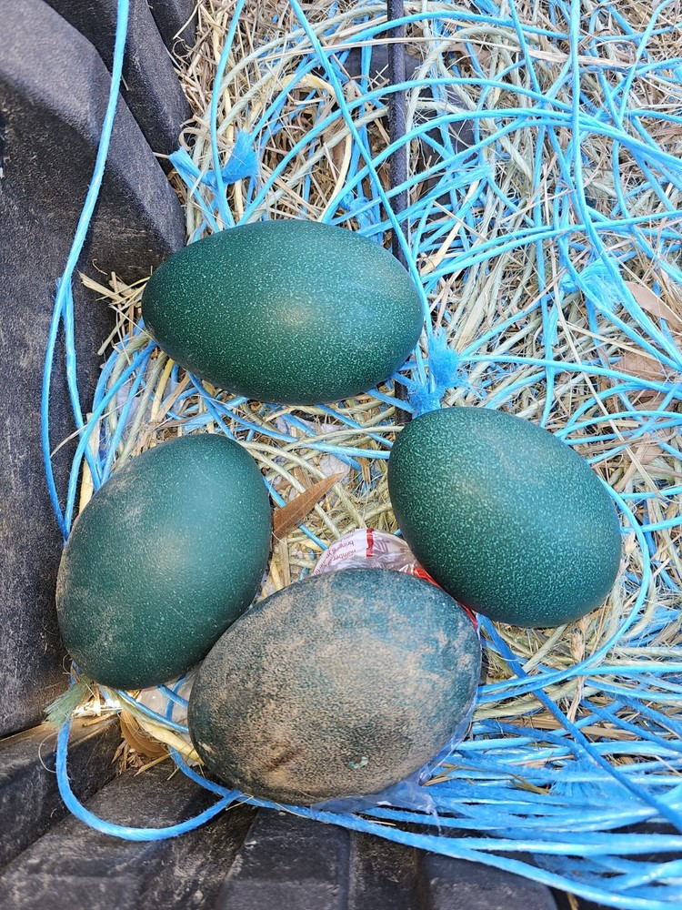 1 (one) Emu Hatching Egg White Blonde Normals READY TO SHIP