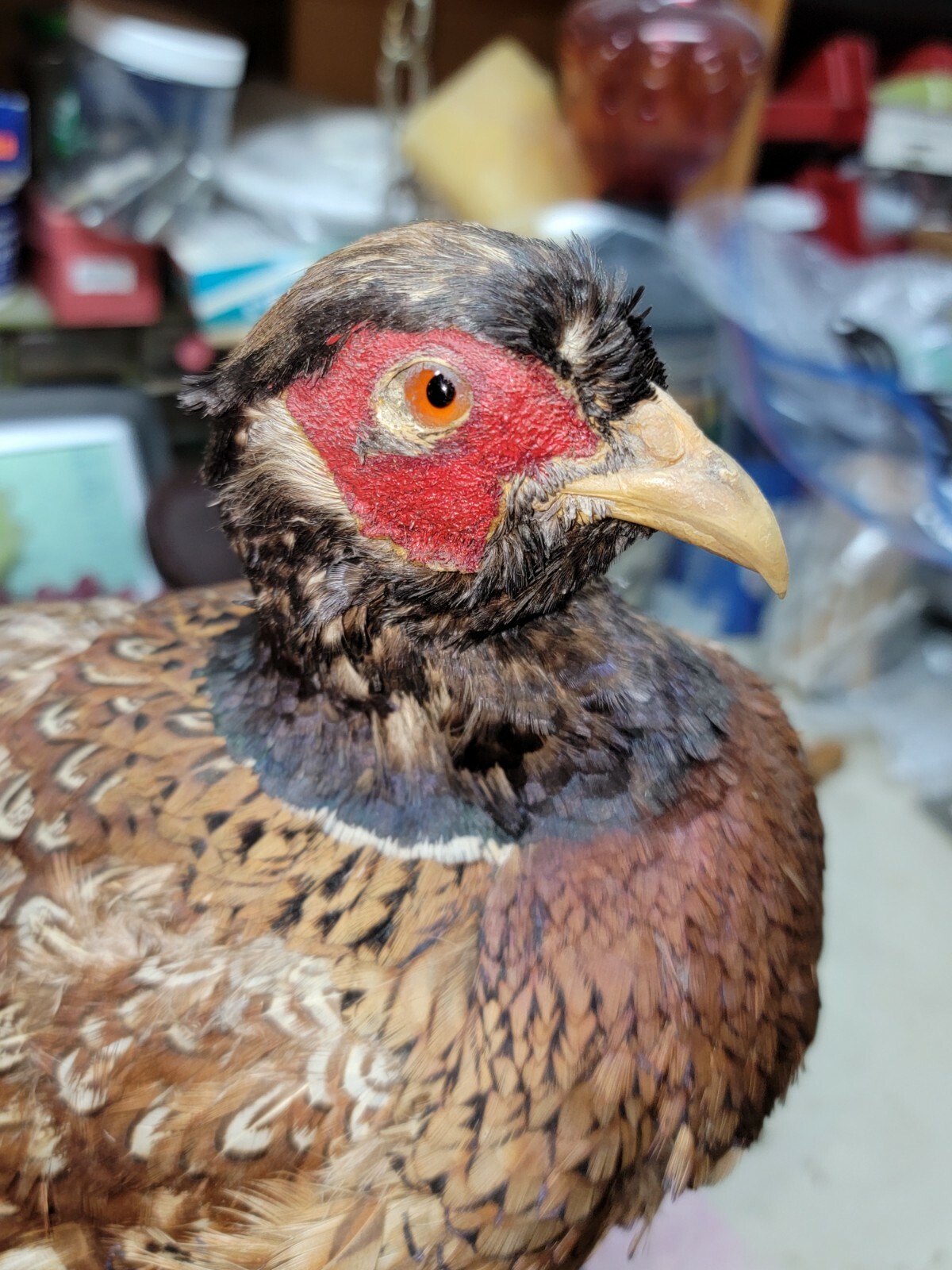 Female Hen Ringneck Pheasant Hen Taxidermy Mounted Plack/ Beautiful 😍 Colors