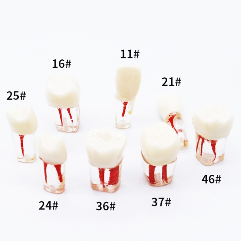 10pcs Dental Root Canal Practice Teeth Model Pulp Cavity Study RCT Endo Practice