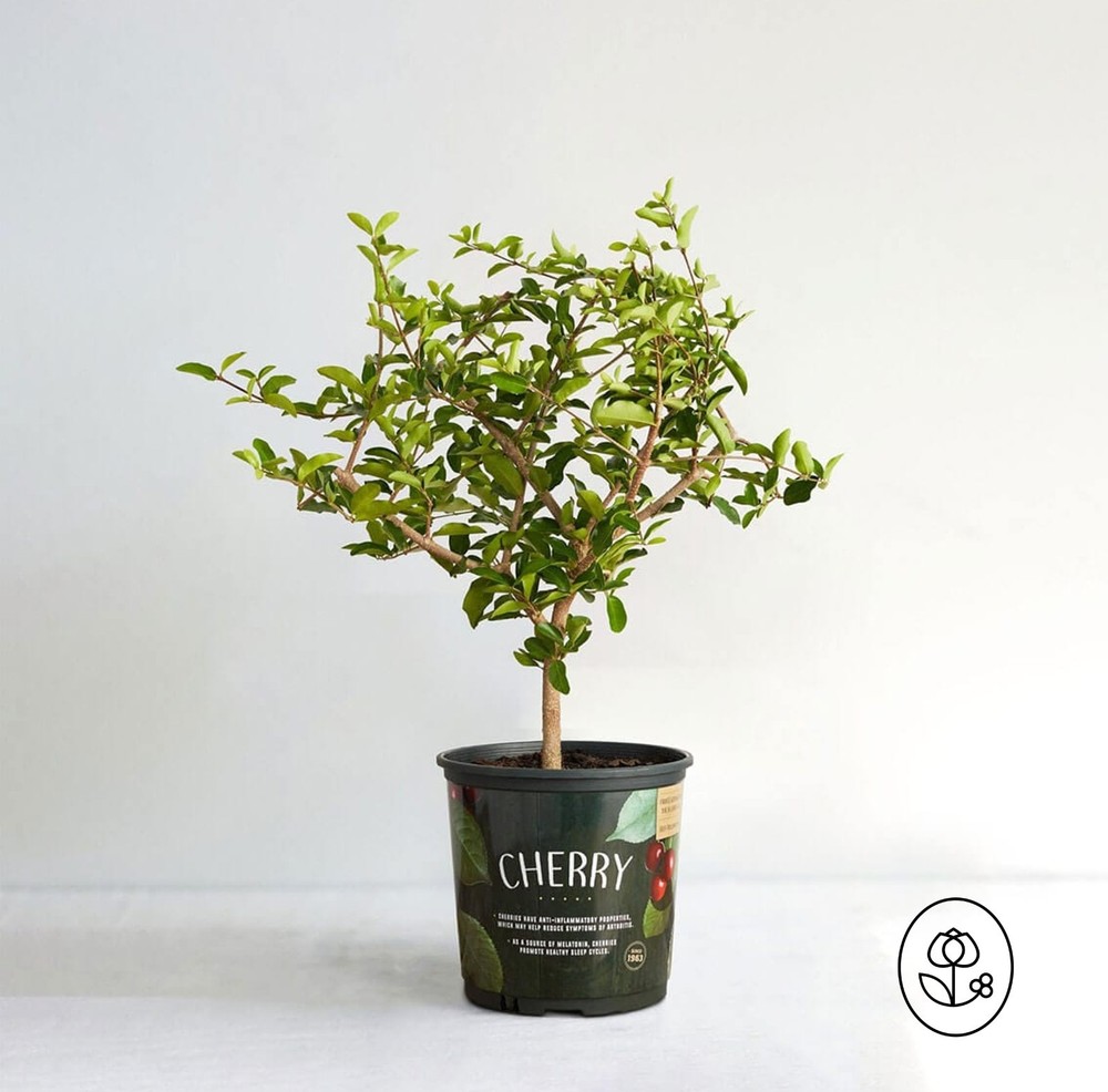 Cherry Barbados Plant - 1 Gallon