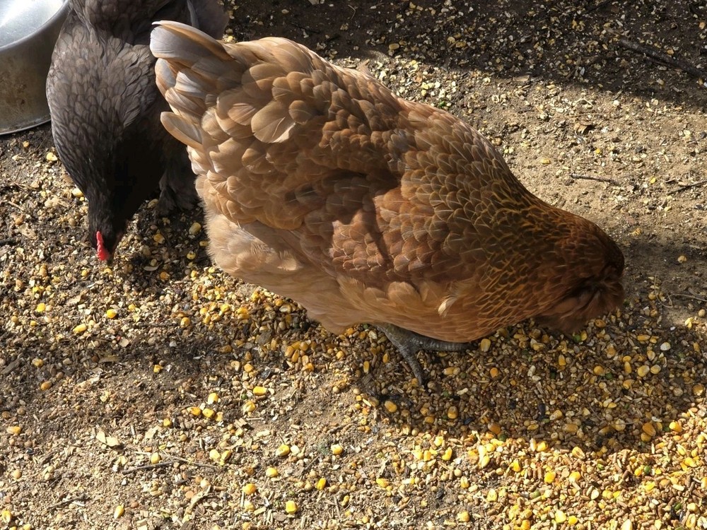 Chicken Hatching