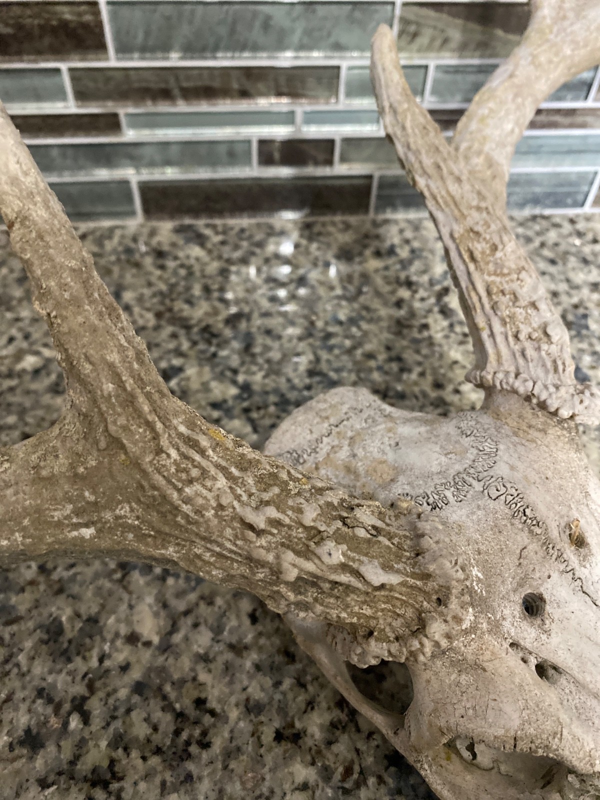 Wild 9 Point Whitetail Deer Antler Rack Horn Skull Decor Man Cave Cabin Decor