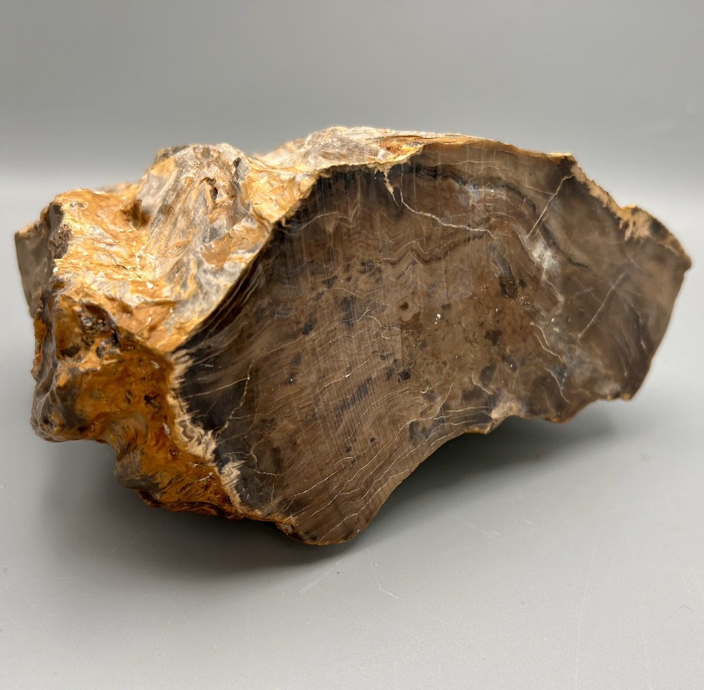 5lb Agatized Petrified Wood Nice specimen