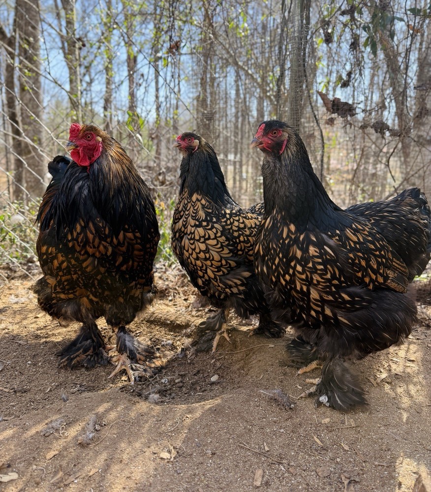 12++ Gold Laced Brahma Hatching Eggs