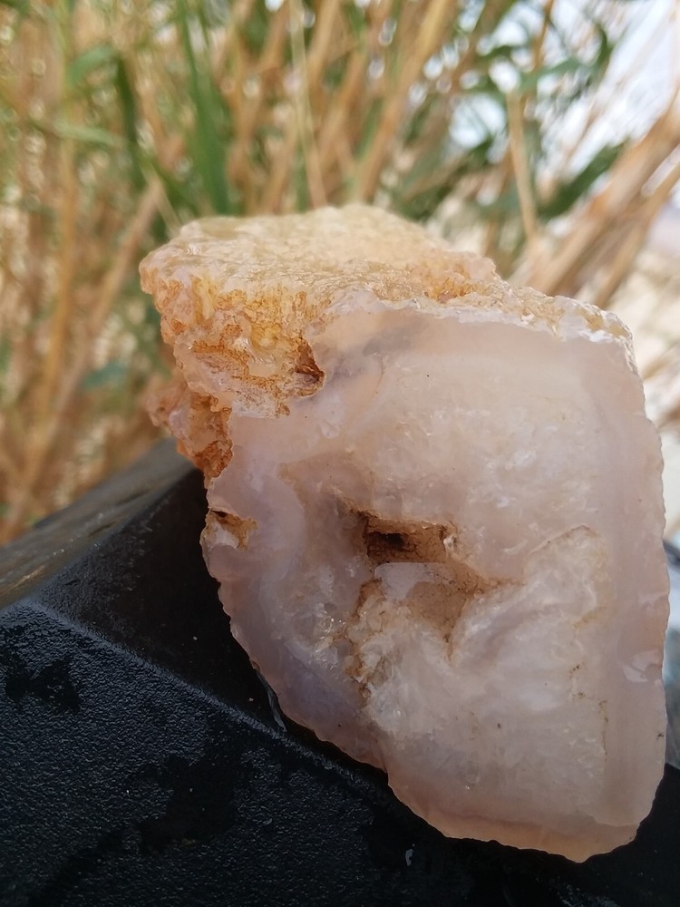 Chalcedony Filling Possible Petrified Would Opalized