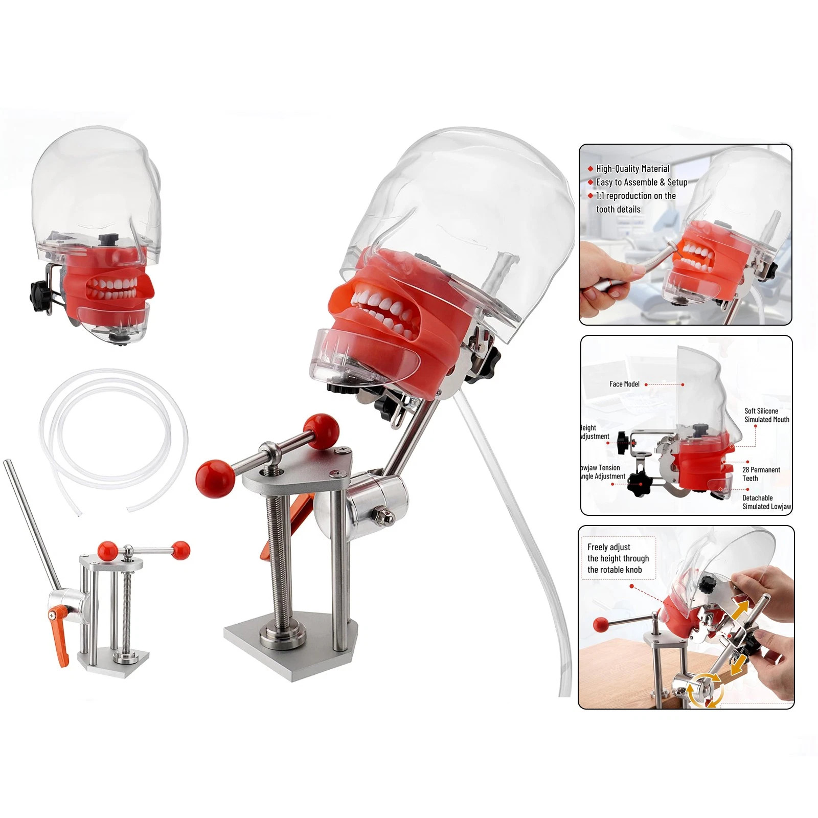 Dental Simulator Dental Mannequin Dental Head Model Dental Teeth Teaching Model