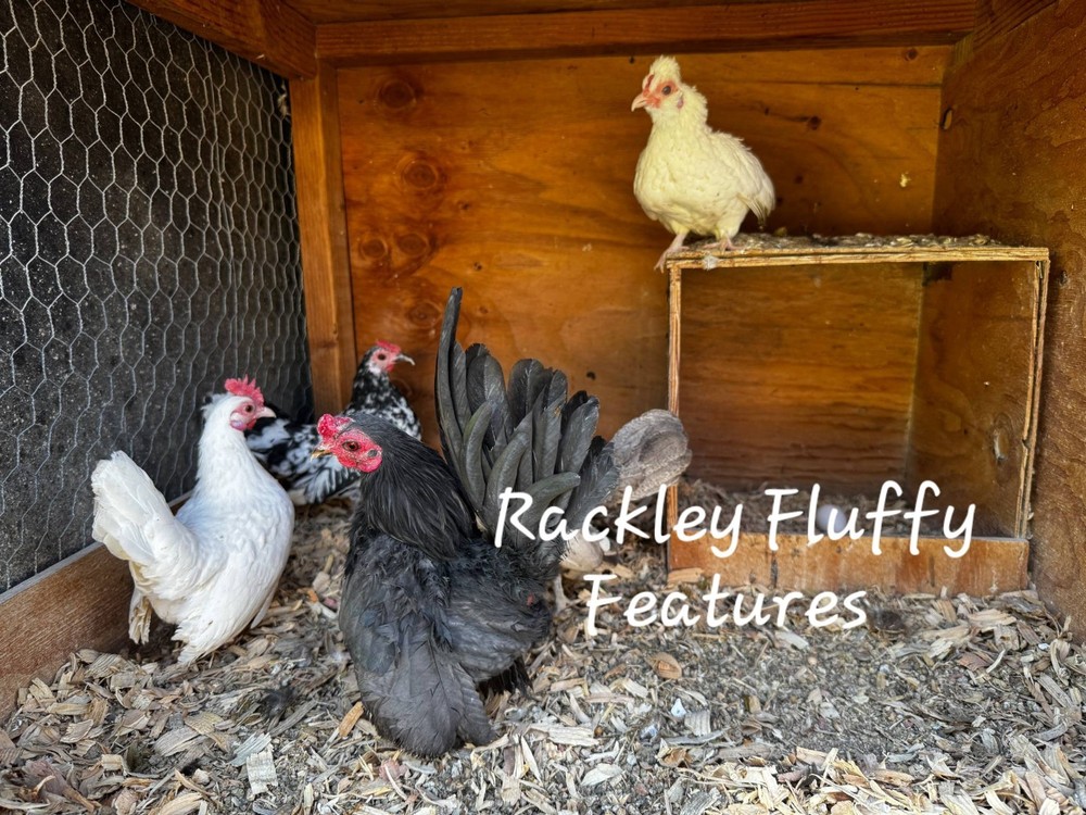 12 Kikiriki Hatching Eggs