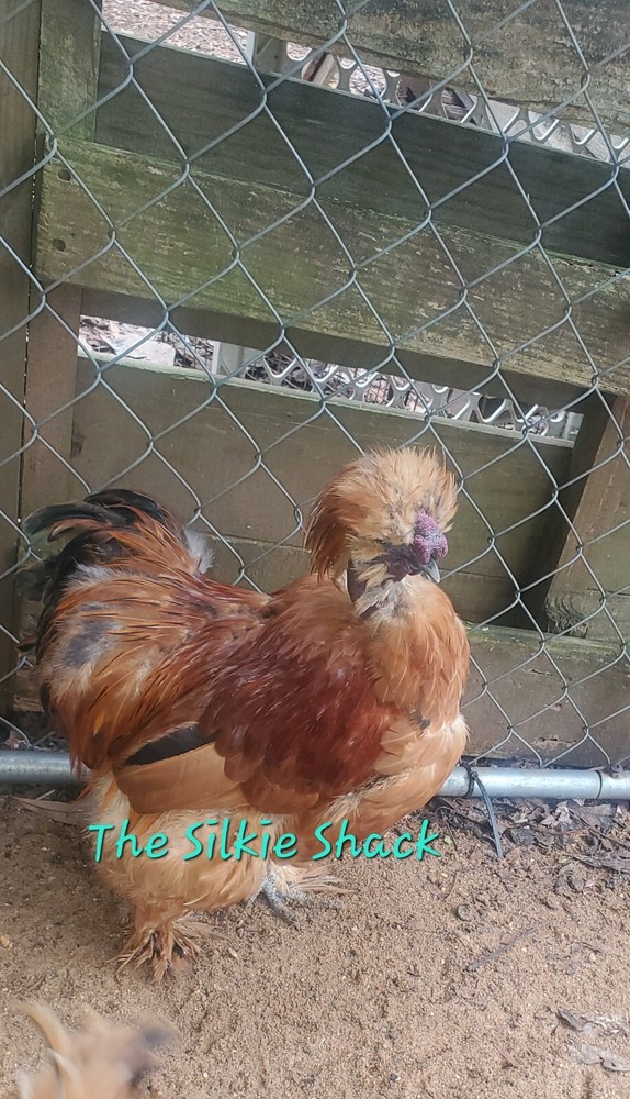 Silkie Chicken Hatching Eggs NPIP Certified ( 1 Dozen)