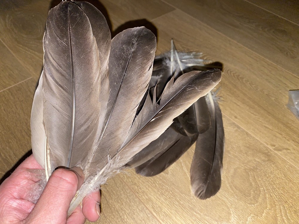 Medium/Large Canada Goose feather / Natural Real Feathet