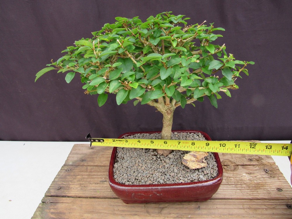 Large Flowering Parrot Beak Bonsai Tree