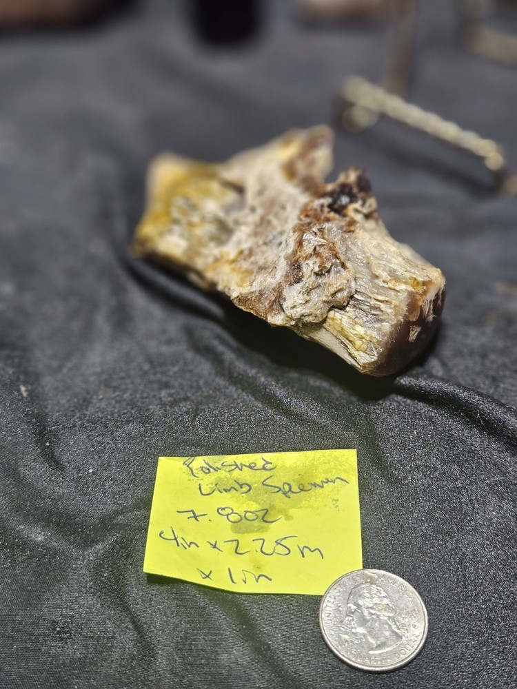 Petrified Wood Limb Specimen (7.8oz)