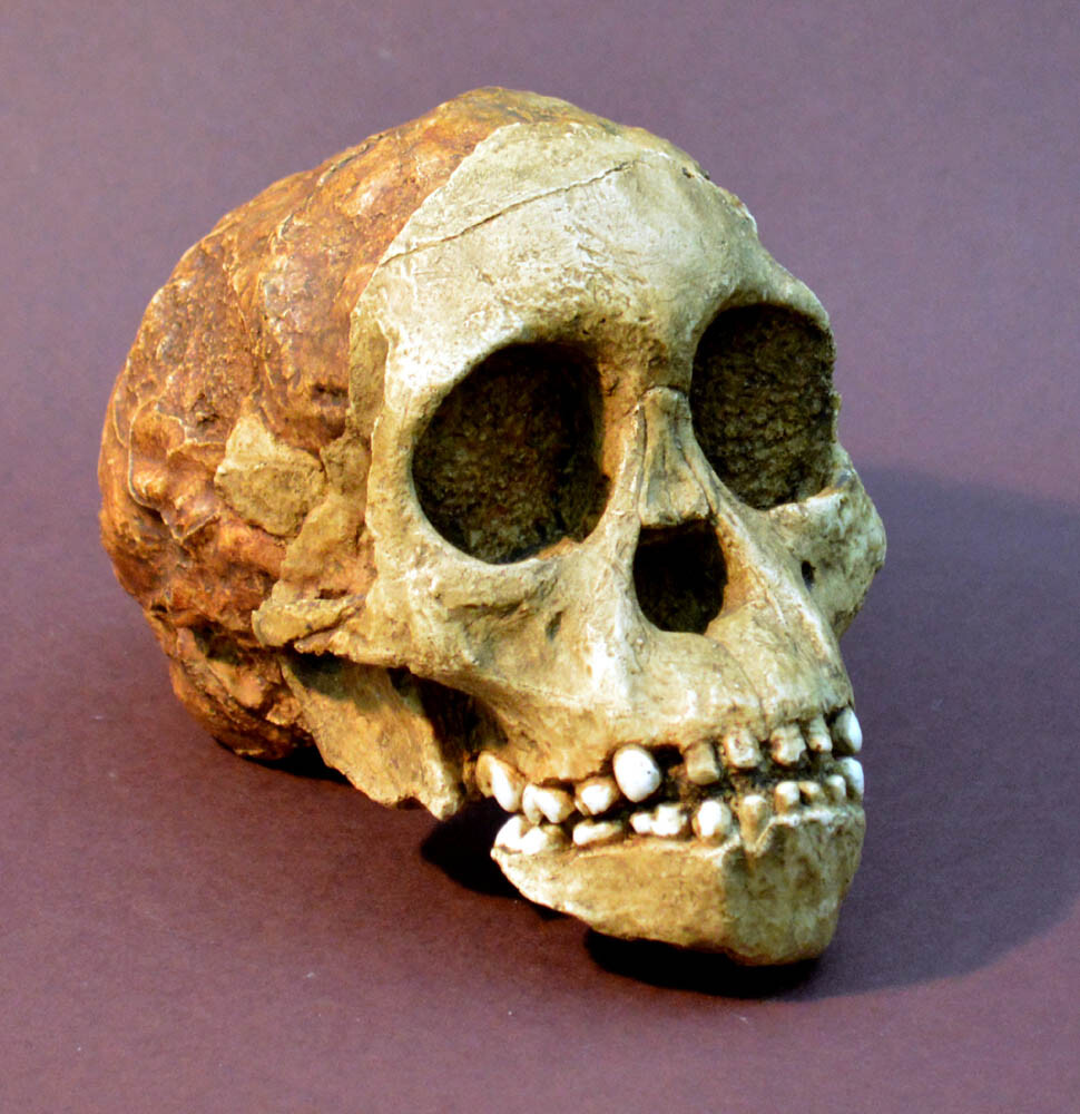 Australopithecus Africanus "Taung Child" Skull Replica.