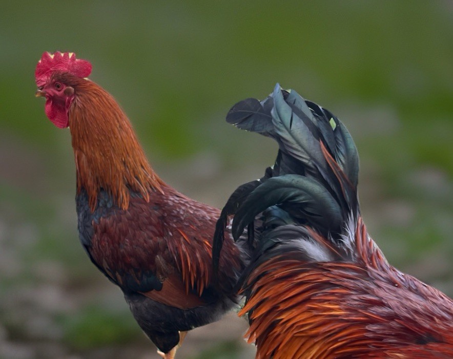 Welsummer Eggs 💯 Pure!