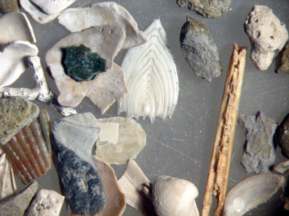 Holocene English foraminifera ostracod microfossil Collection 10 samples