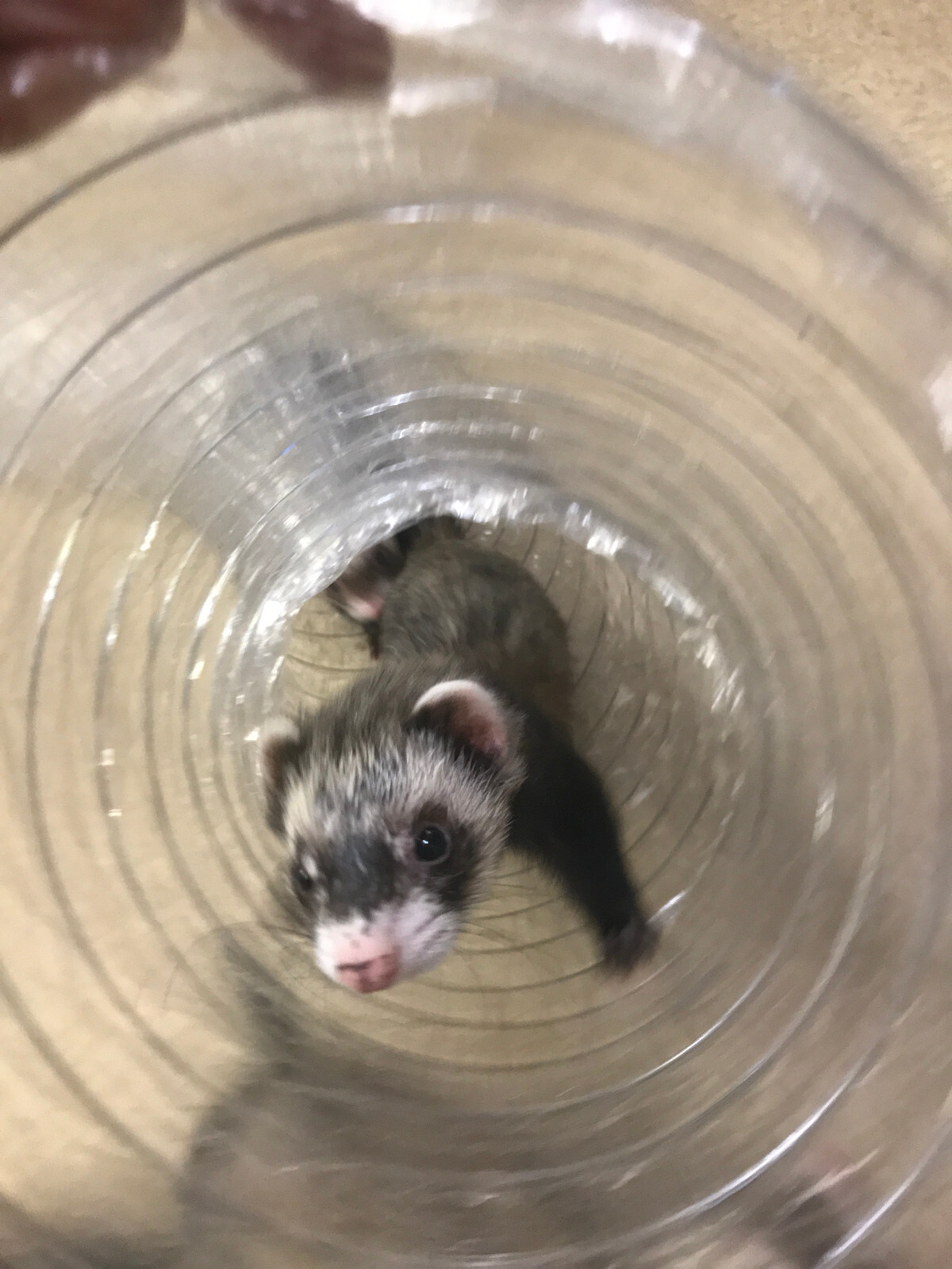 Best Ferret Toy EVER! Jumbo Ex Wide &Long Super Thru Way Crinkle Tunnel Tube
