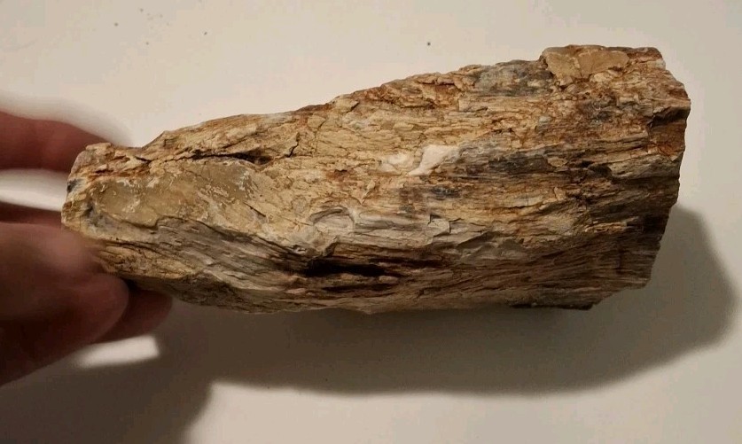 Petrified Wood 680g