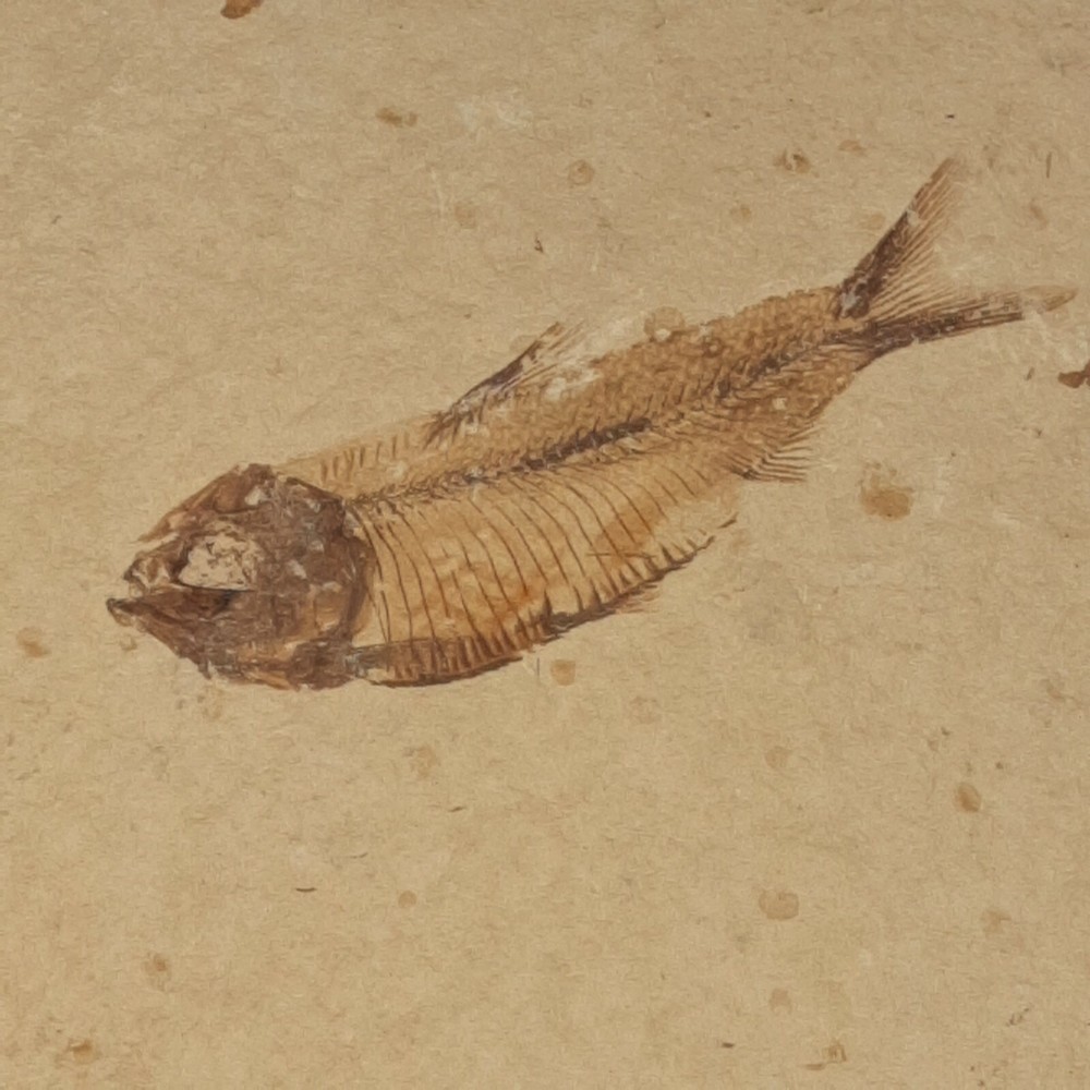 Fossil Fish Plate with One Fish and a Partial Fish