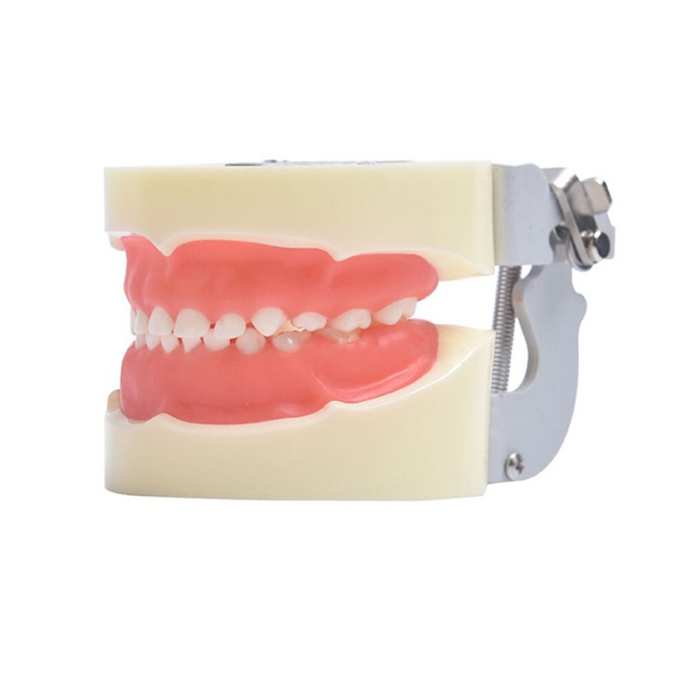Children Deciduous Tooth Preparation Teach Model 24 Teeth Removable Replaceable