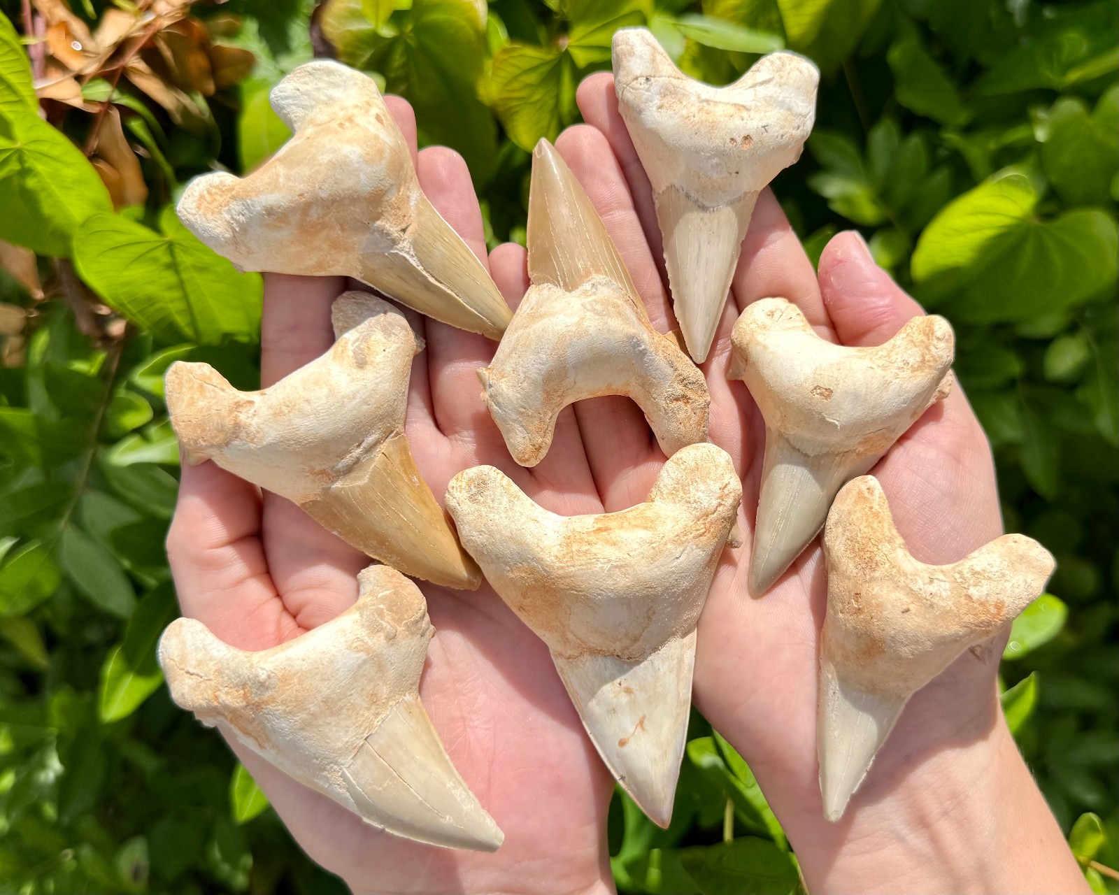 LARGE Shark Tooth Fossils, Natural Fossilized Shark Teeth - Choose Size & Amount