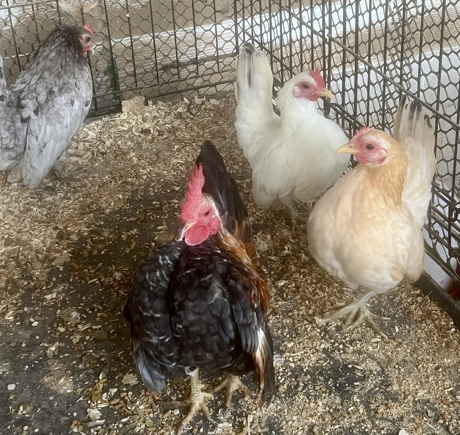 Small/Micro SERAMA Eggs One dozen Eggs