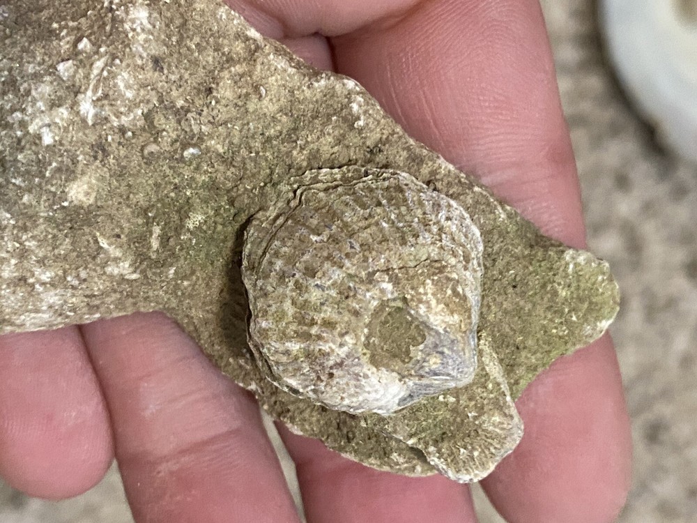 Devonian Brachipod (set Of 5)