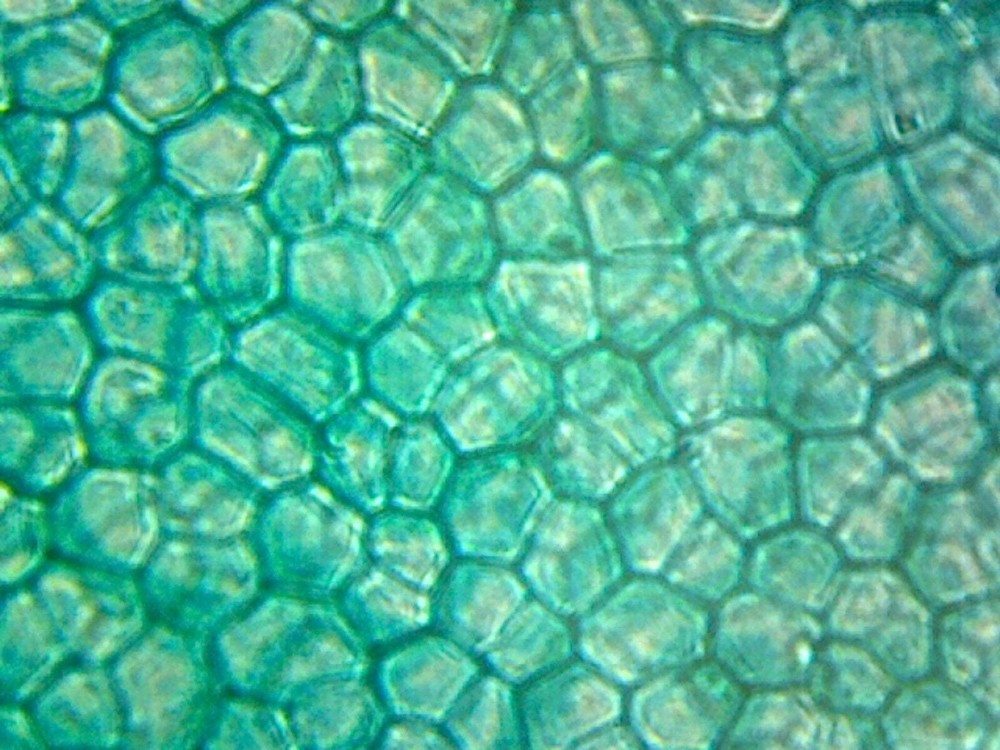 Microcope Slide; Ulva (Sea Lettuce) Thallus; Section
