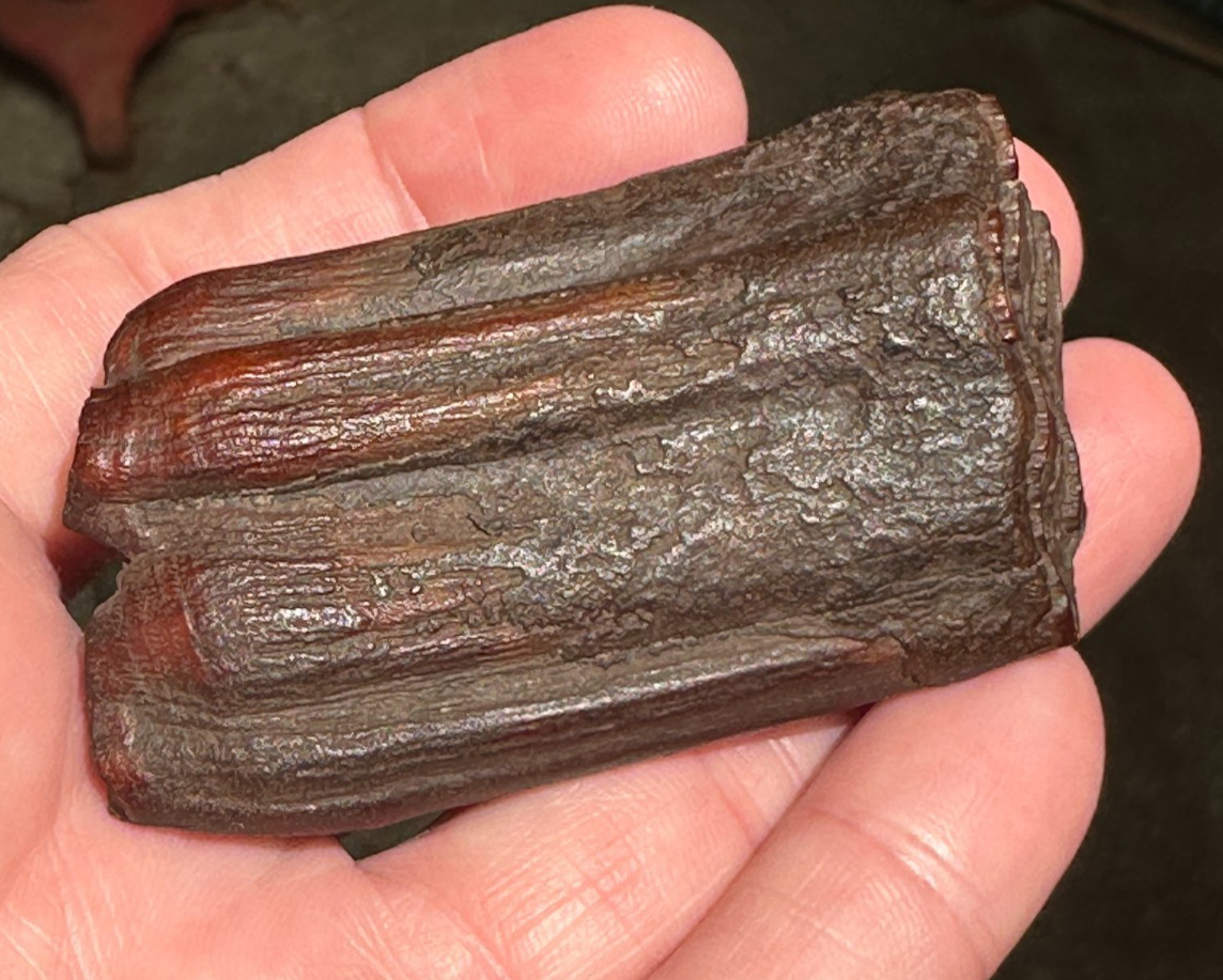 FOSSIL HORSE TOOTH EQUUS FLORIDA SUWANNEE RIVER ICE AGE fossilized specimen gift