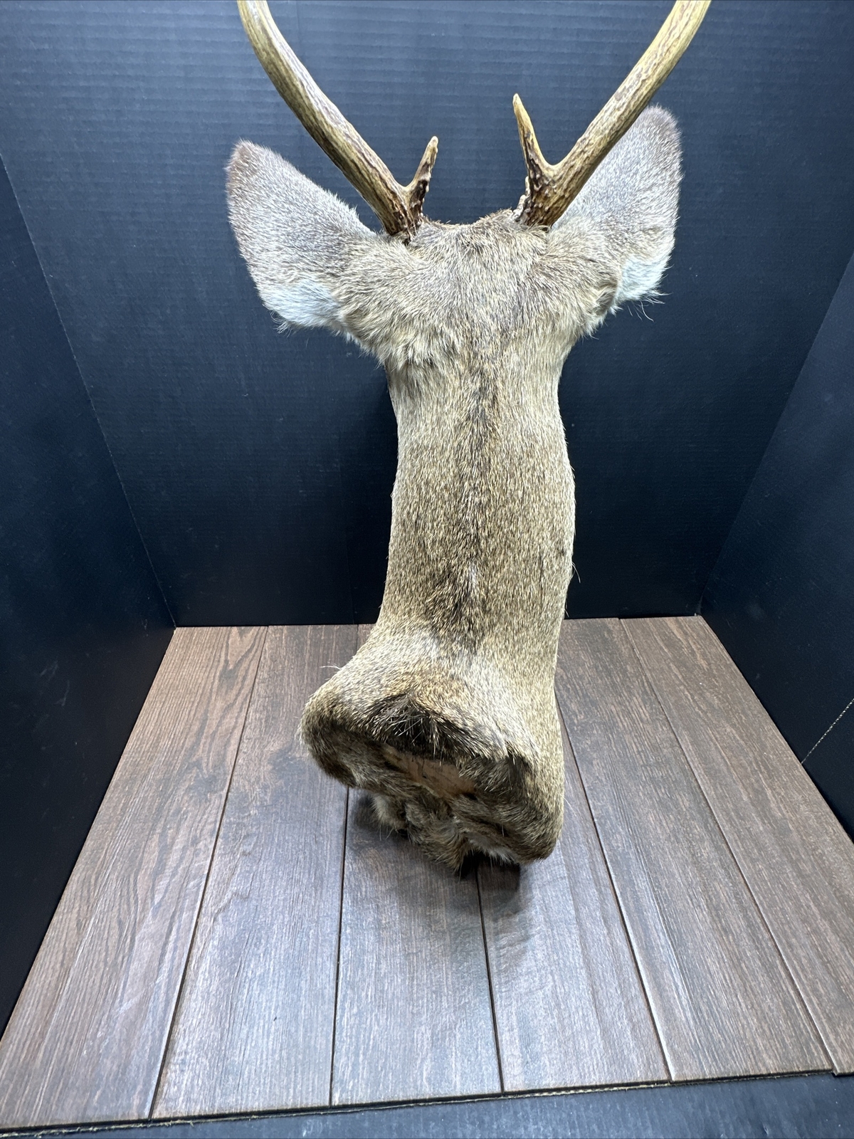 Nice 6 Point Whitetail Deer Buck Shoulder Mount Taxidermy
