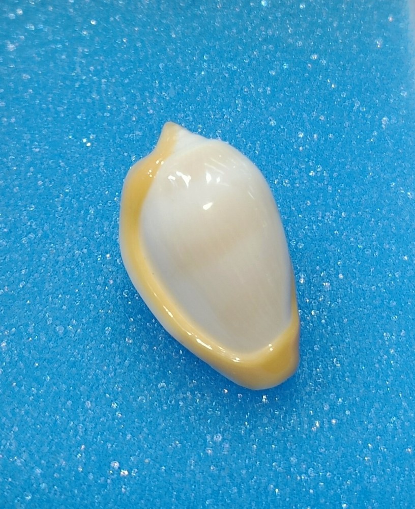 Formosa/SEASHELL/Prunnum cincta 21.9mm. Senegal.