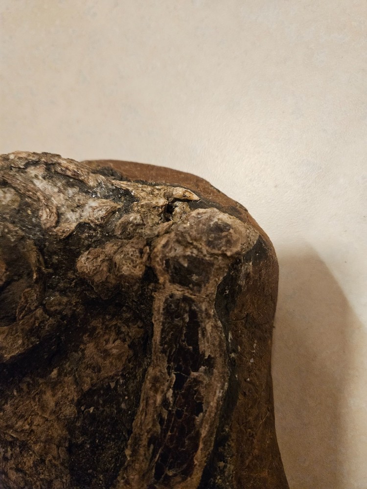 Xiphactinus fossil skull