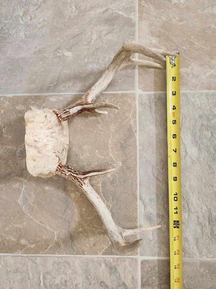 8 Point White Tail Deer Antlers Skull Cap