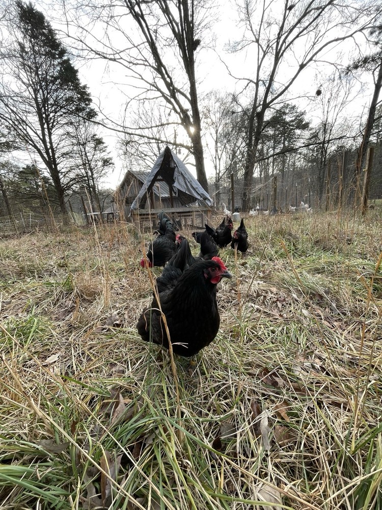 NPIP Certified Australorp Hatching Eggs 12+ 2