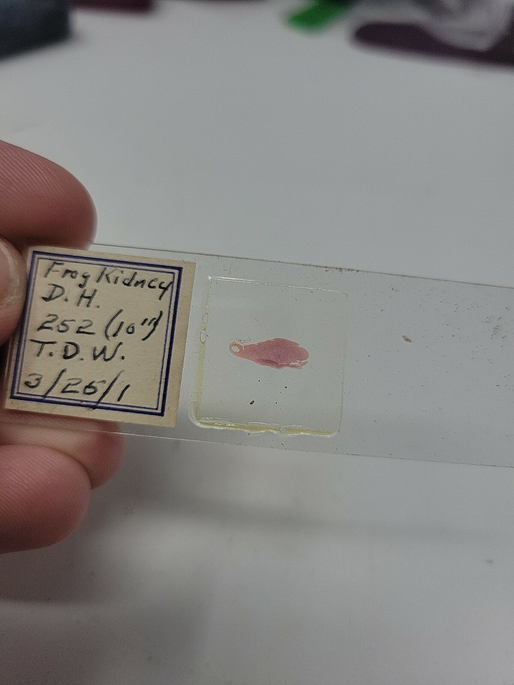 Vintage Microscope Slide 1941