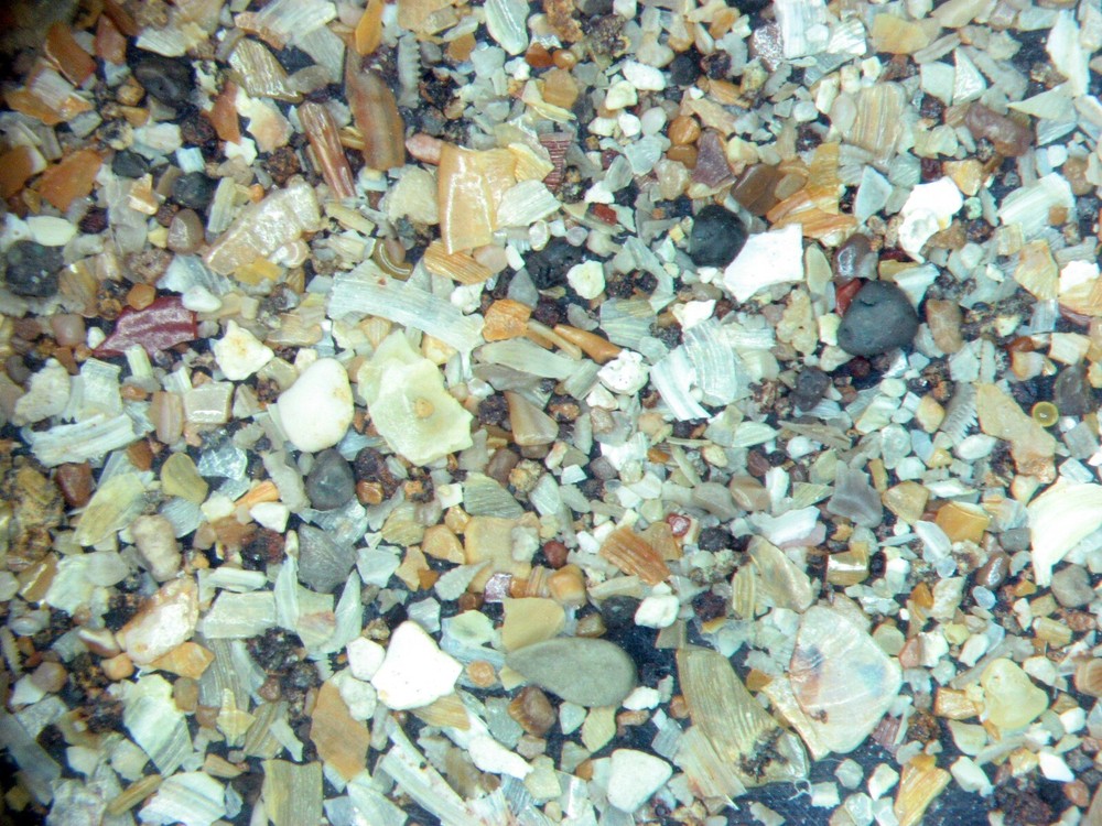 Devonian Kothman Ranch Limestone Conodont shark fish microfossil matrix slide x1