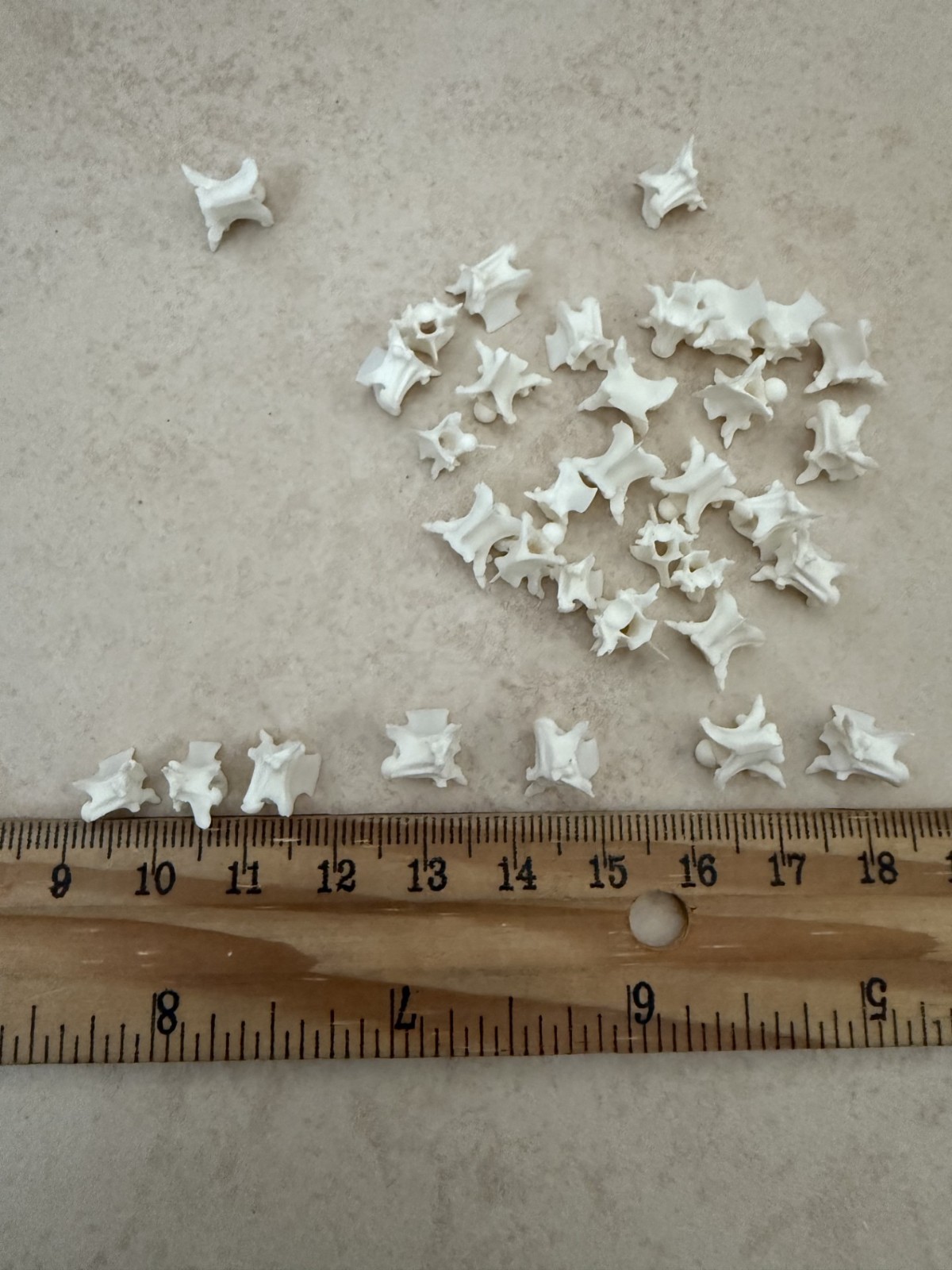 Rattlesnake Vertebrae 20pc Lot Mixed Size Snake Skeleton Taxidermy Bone