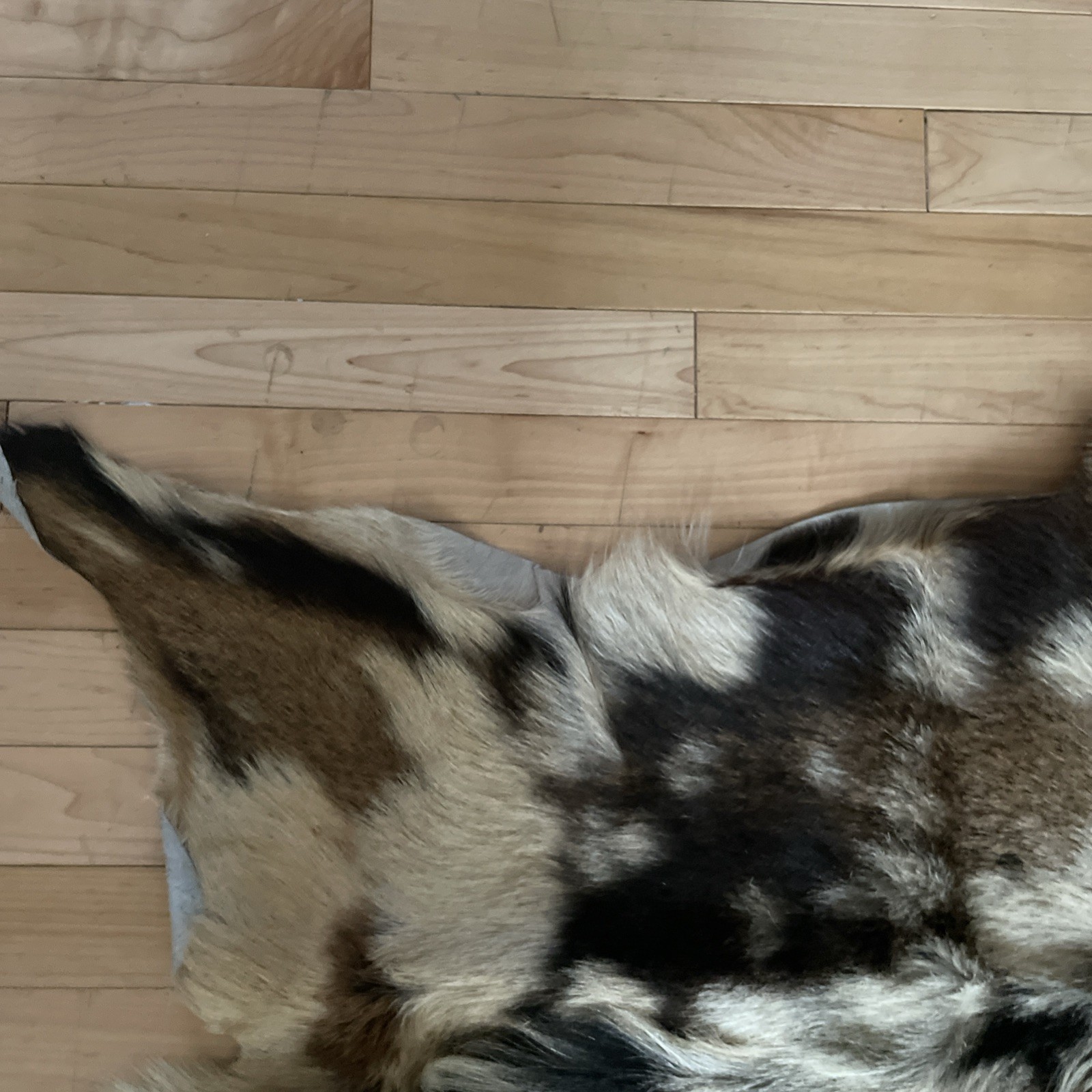 Real Goat Hide Skin Rug Multicolor 38” by 31”