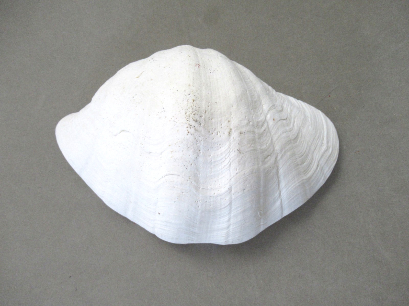 Natural Half Clam Shell Seashell Half Approximately 9" by 6"