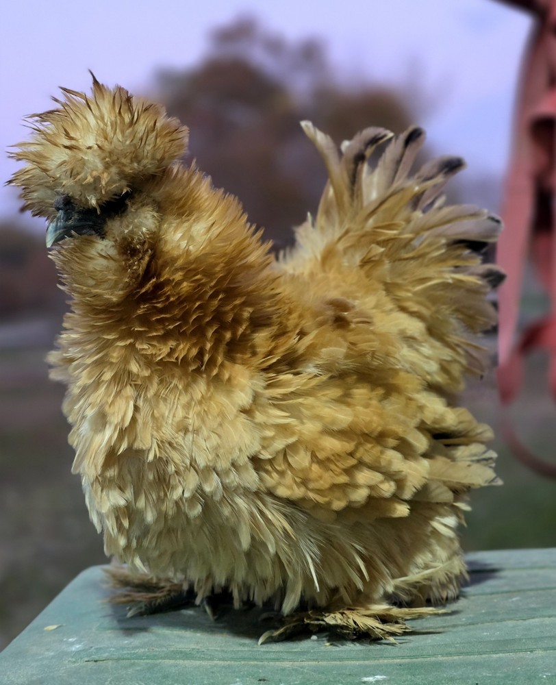 6+ Bantam Red Pyle & Buff Laced Project Satin Chicken Hatching Eggs
