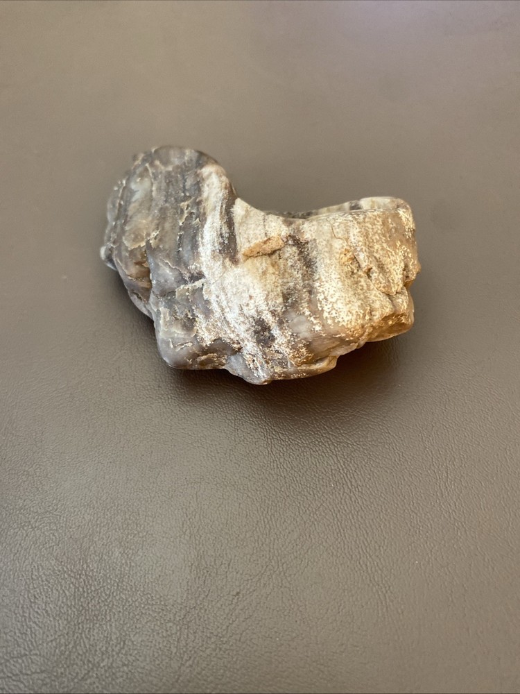 Petrified Wood